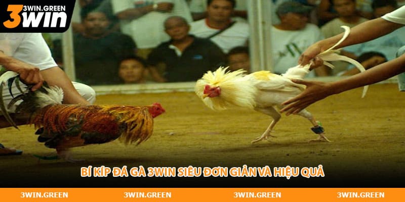 Bí kíp đá gà 3WIN siêu đơn giản và hiệu quả