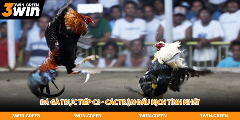 Đá Gà Trực Tiếp C3 - Tận Hưởng Trải Nghiệm Kịch Tính
