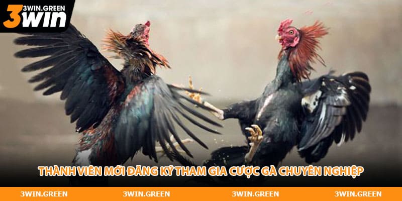 Thành viên mới đăng ký tham gia cược gà chuyên nghiệp