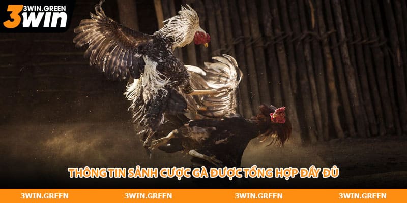 Thông tin sảnh cược gà được tổng hợp đầy đủ